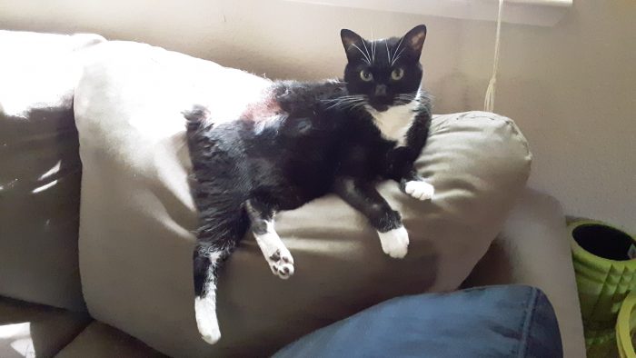 a black and white cat lounging on top of a love seat.