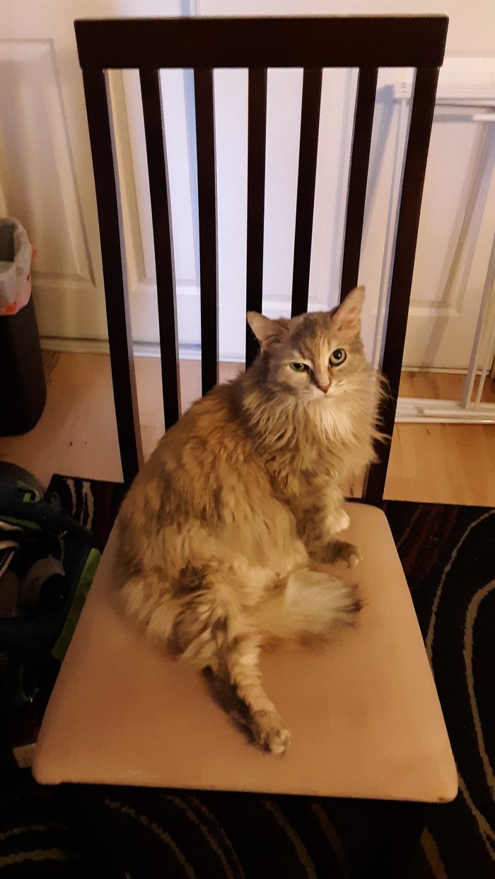 viola the cat sitting on a chair