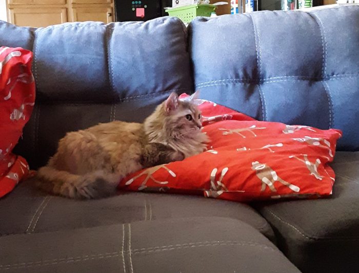 Viola the cat seated on a pillow on the sofa