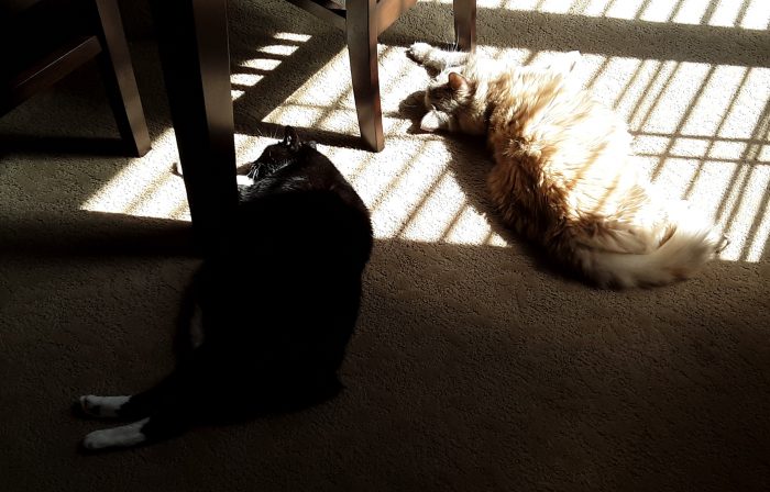 two cats lying on the floor about a foot apart