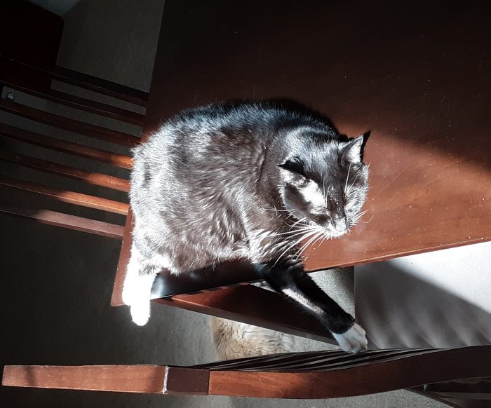 Huey the cat lying in a patch of sun on the dining table