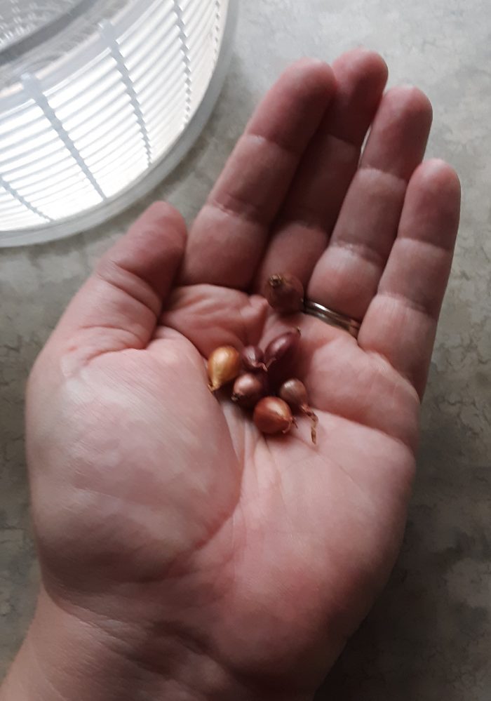 seven pea-sized onions in the palm of my hand