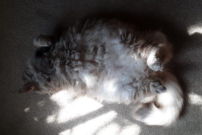 Viola lying on her back on the floor, her fluffy belly exposed