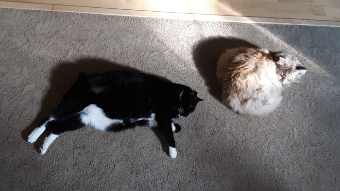 Huey and Viola lying near each other on the floor in a patch of sunshine