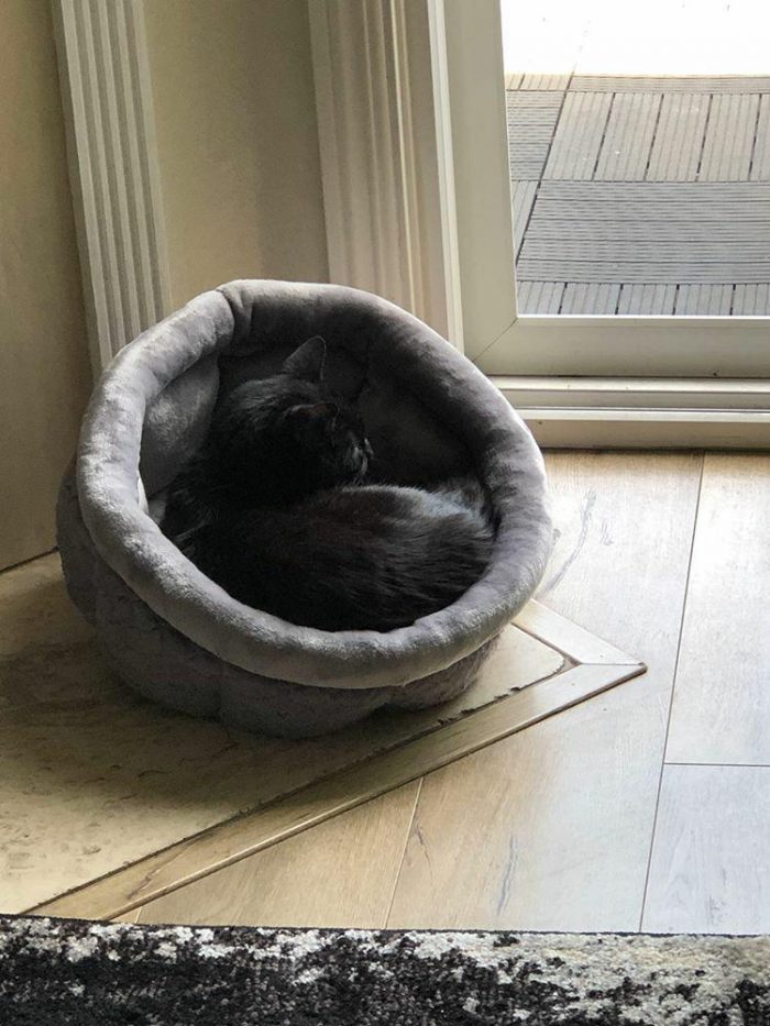 Khan the cat in a round cat bed