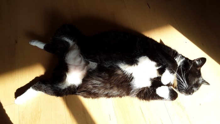 huey the cat lying belly up in the sun