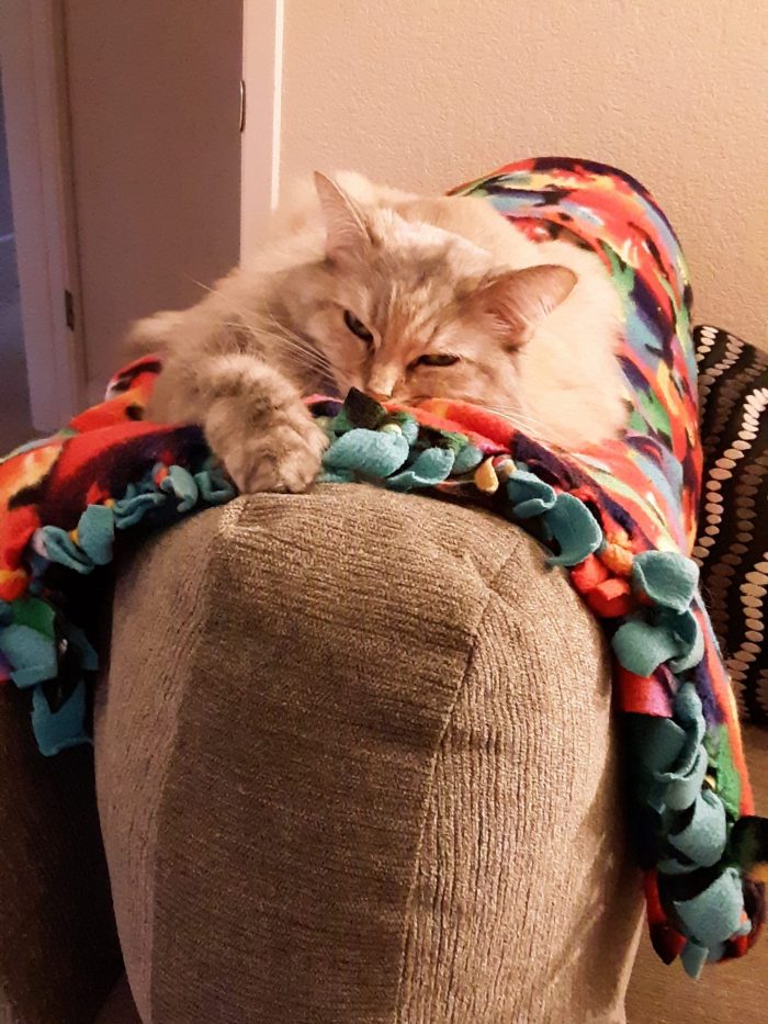 viola the cat lying on top of a comfy chair and looking at the camera