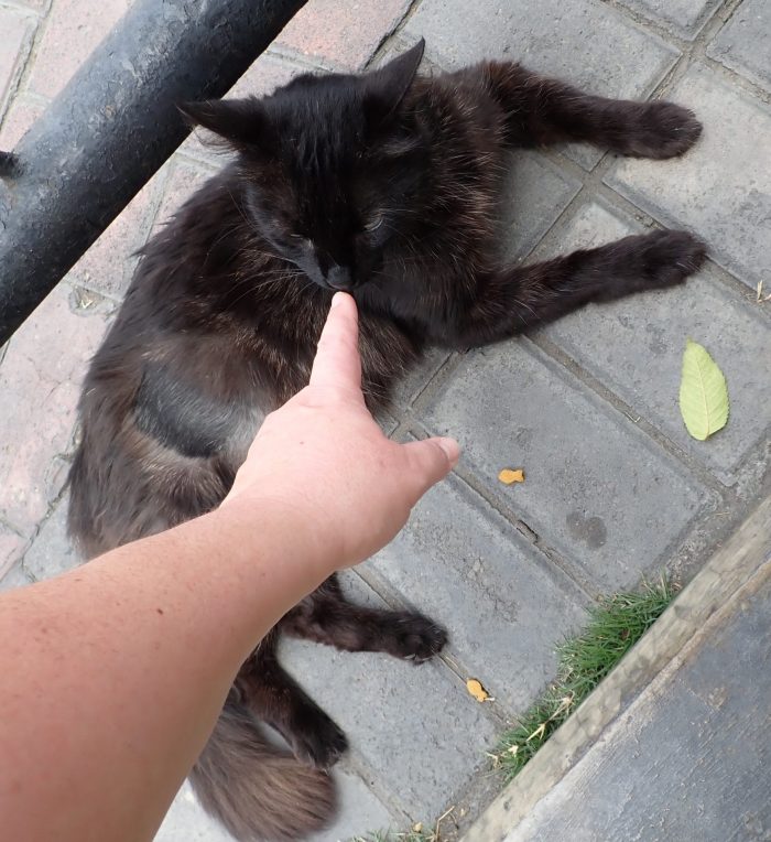 me booping the nose of a black cat