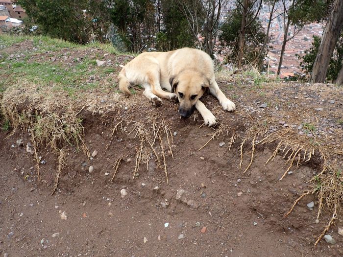 a dog lying in the dirt