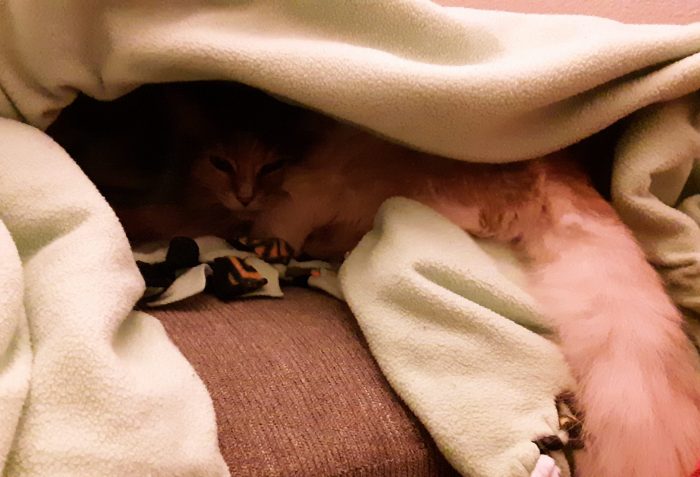 Viola peeking out from a cave made from a blanket