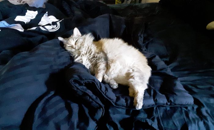 Viola lying on top of a tangle of blankets on the bed