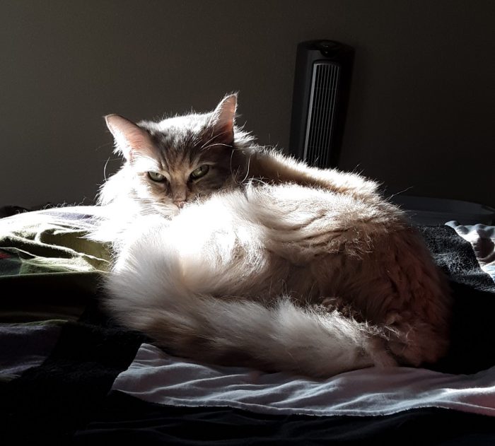 Viola on the bed, being lit dramatically by the sun
