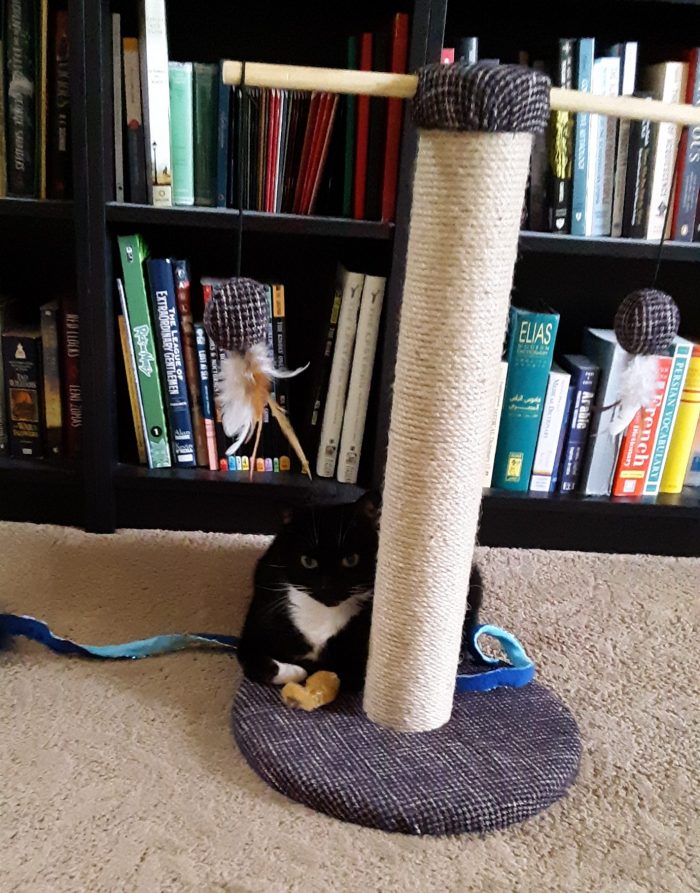 Huey the cat lying at the base of a scratching post and on top of a ribbon toy