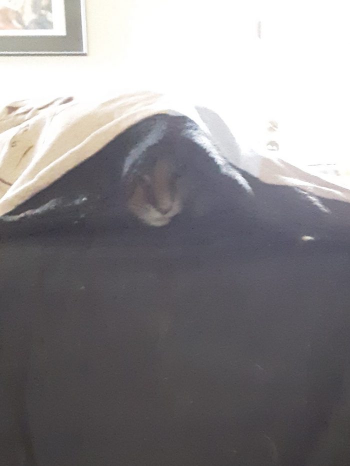 Viola the cat peeking out from under a blanket