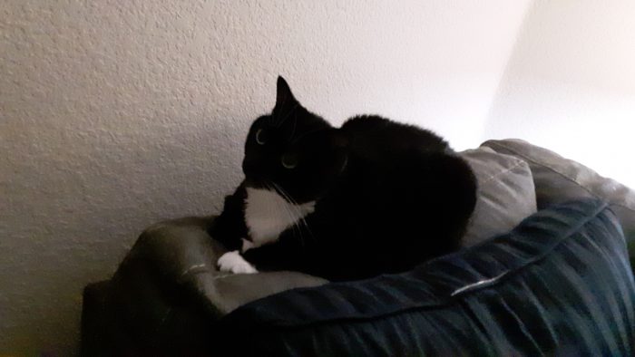 Huey the cat sitting on top of the edge of the couch