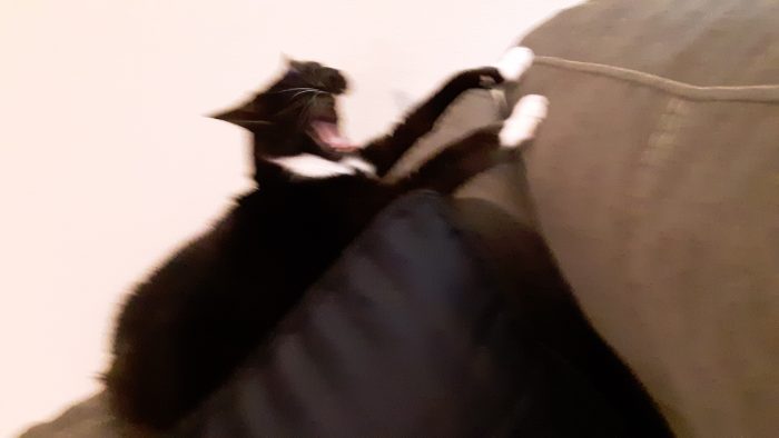 a blurry picture of huey the cat, on the armrest of the couch, mid-yawn and with her front legs stretched out