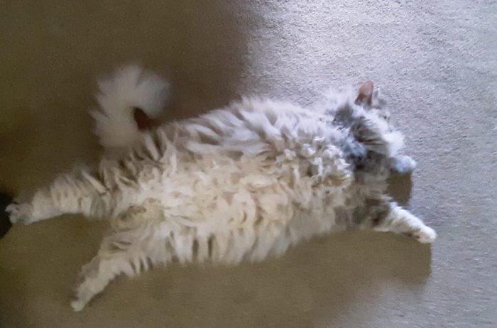 Viola the cat exposing her extremely fluffy underbelly