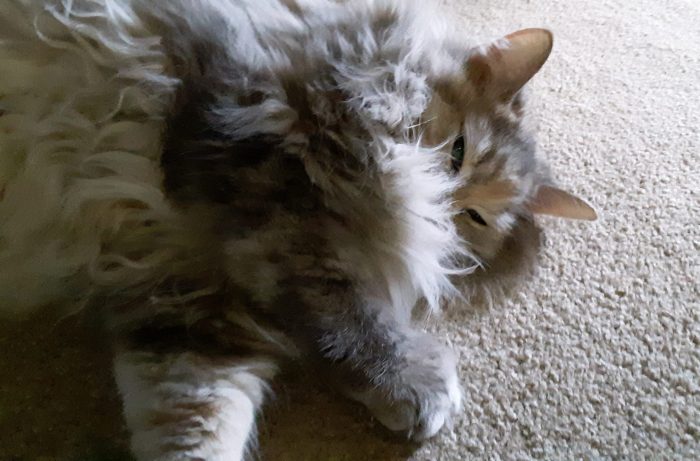 Viola the cat, face partially hidden by her fluff, looking coy