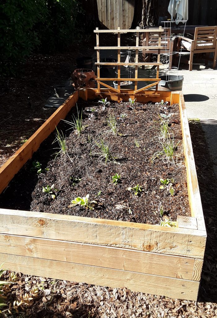 winter garden with lettuce, spinach, leeks, and broccoli. All the plants are still small