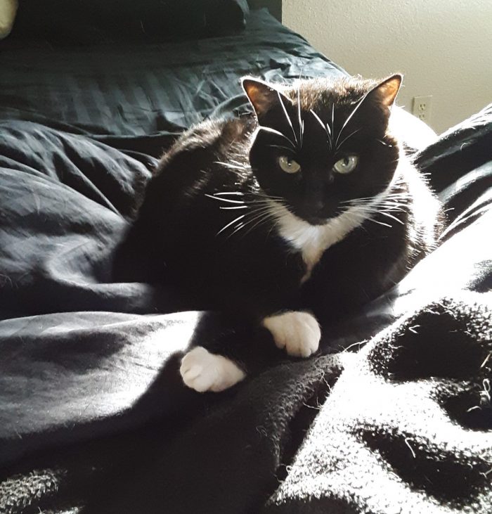 Huey, sitting on the bed with her front legs crossed, staring intently at the camera