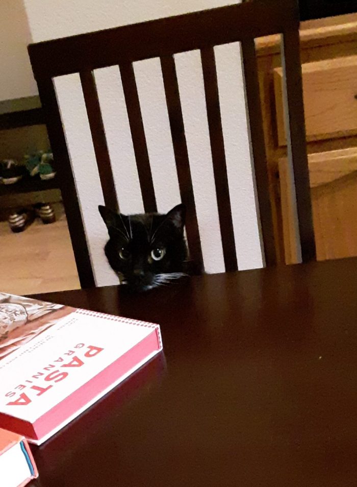 Huey the cat, seated at the dining table with her head poking over the edge of the table