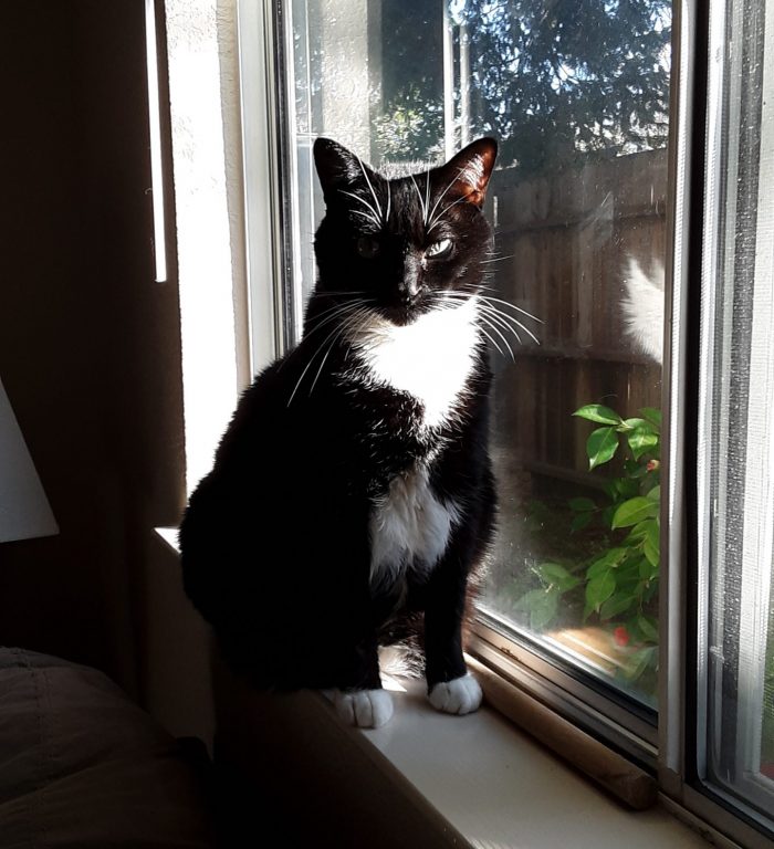 Huey the cat on the windowsill, sun illuminating her face