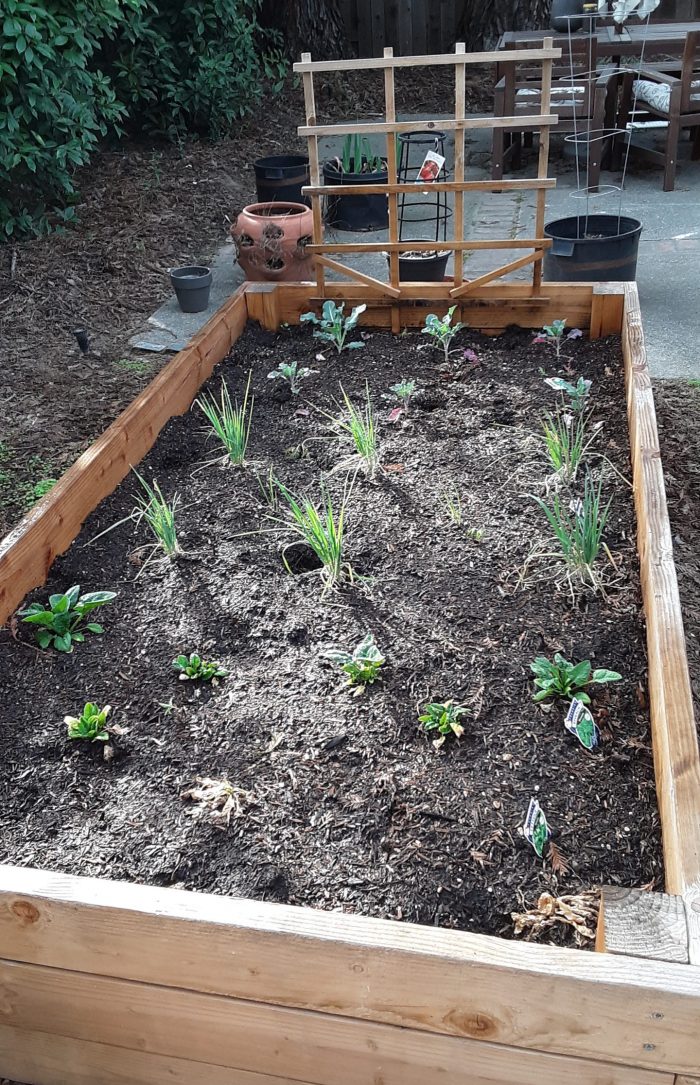 a picture of the garden bed with its winter crops: broccoli, leeks, spinach, and now-dead lettuce