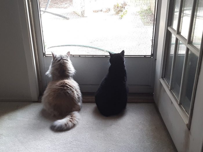 Huey and Viola sitting in front of the screen door and looking outside, shot taken from behind