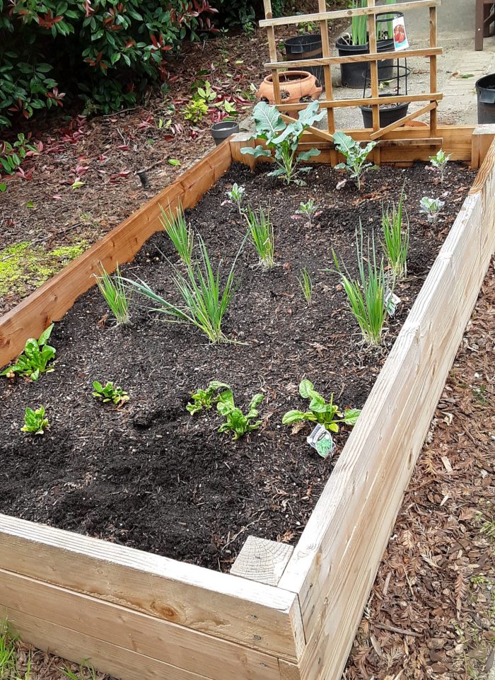 winter garden with growing broccoli and leek plans, plus leafy spinach