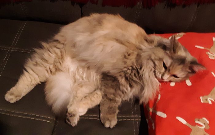 Viola the cat lounging on the couch with her head on a pillow