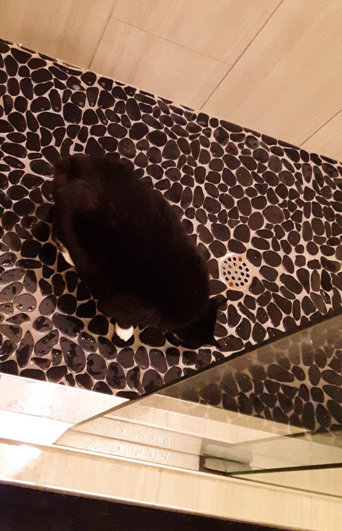 Huey, drinking water from the shower floor