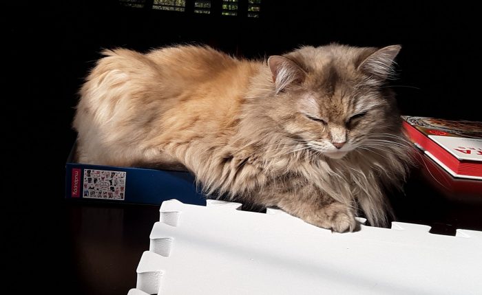 Viola the cat sitting in the lid of the puzzle box