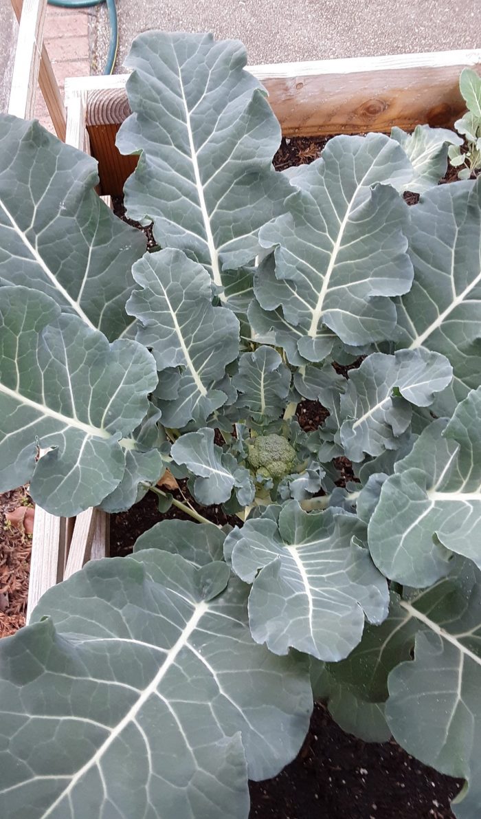 very small broccoli in the center of huge broccoli leaves