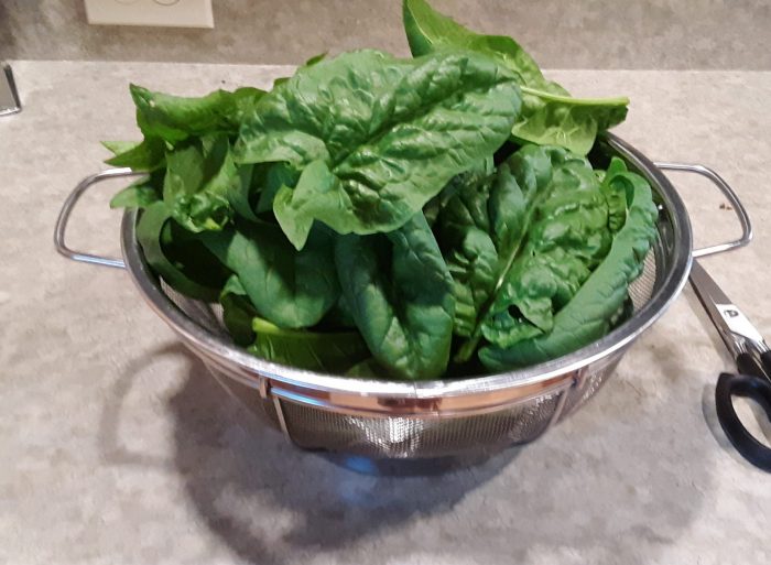 a mesh strainer filled with spinach leaves