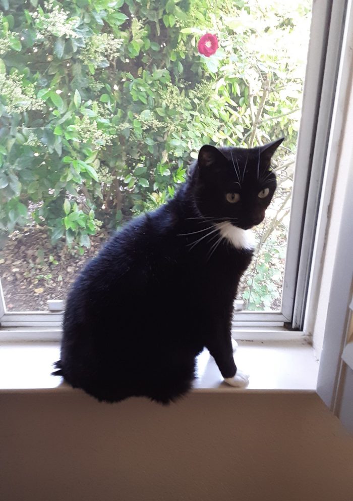 Huey sitting in the windowsill