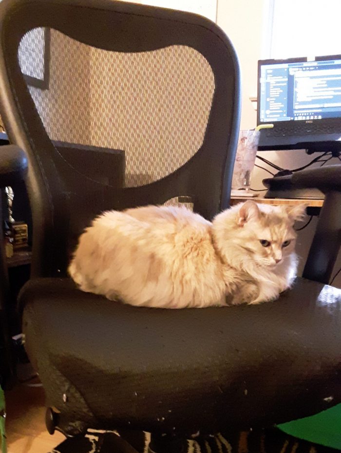 Viola the cat sitting in my desk chair