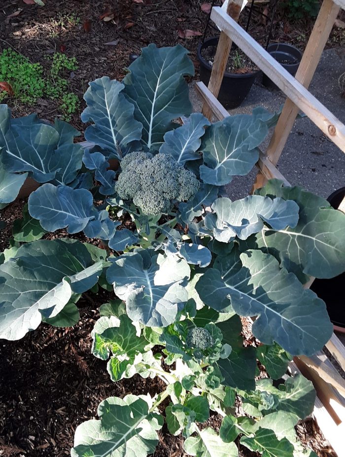 pre-harvest broccoli plant