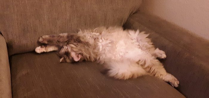 Viola stretched out along the inside curve of a chair, exposing her belly fluff