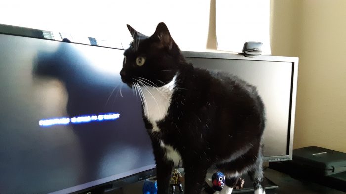 Huey standing on my desk and looking very alert