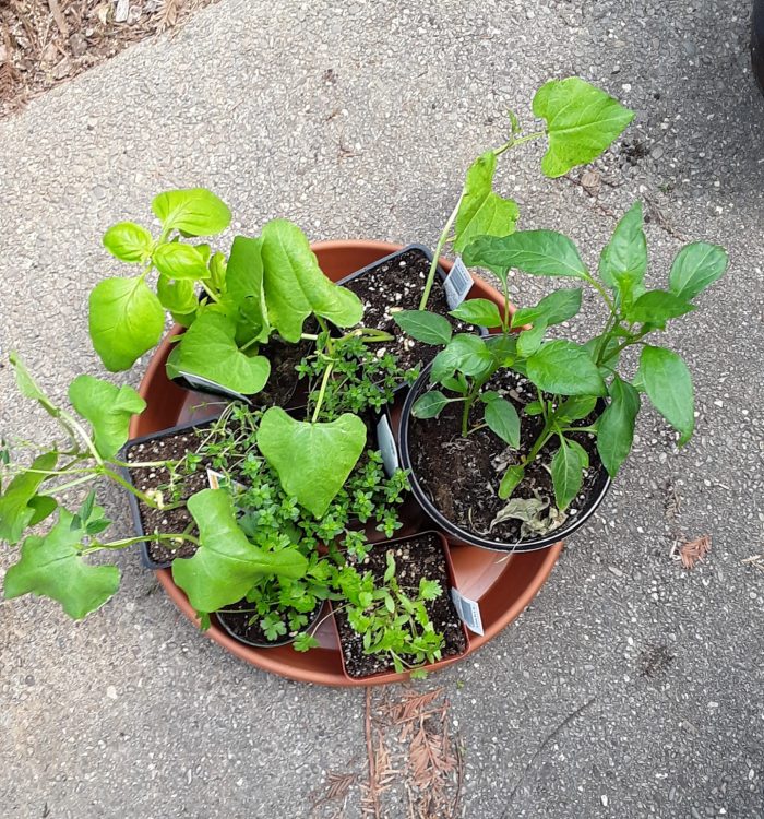 an assortment of baby plants, including several herbs and a zucchini