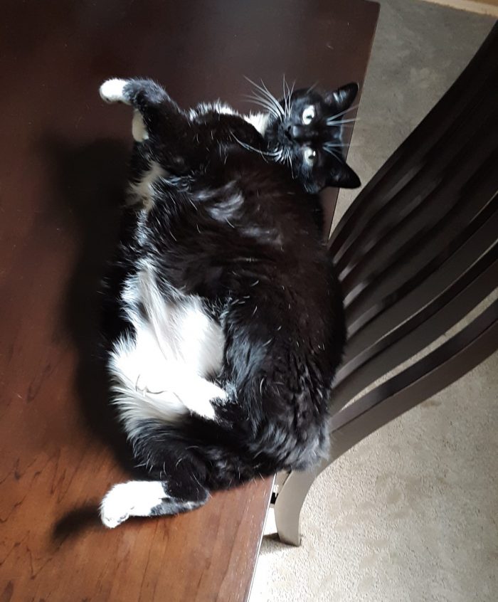 Huey the cat, lying on the table with her butt hanging over the edge