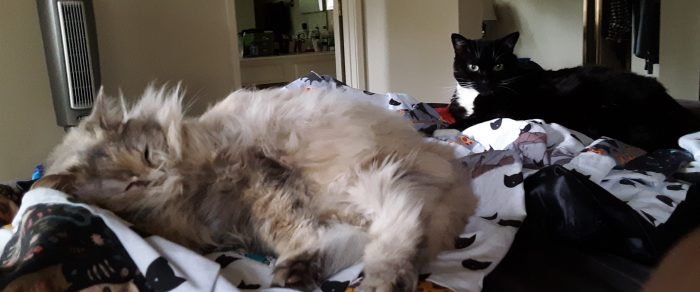 Huey and Viola the cats chilling on a blanket on the bed