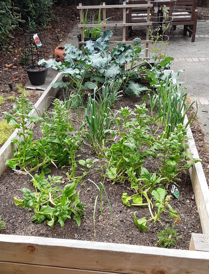 the winter garden with large broccoli leaves, spinach going to seed, and leeks