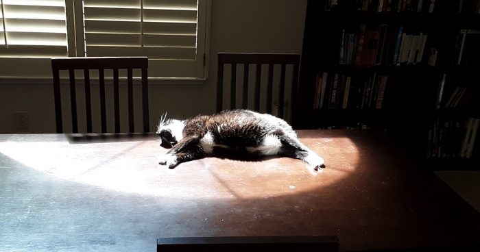 Huey the cat lying on the kitchen table in a half-circle patch of sun
