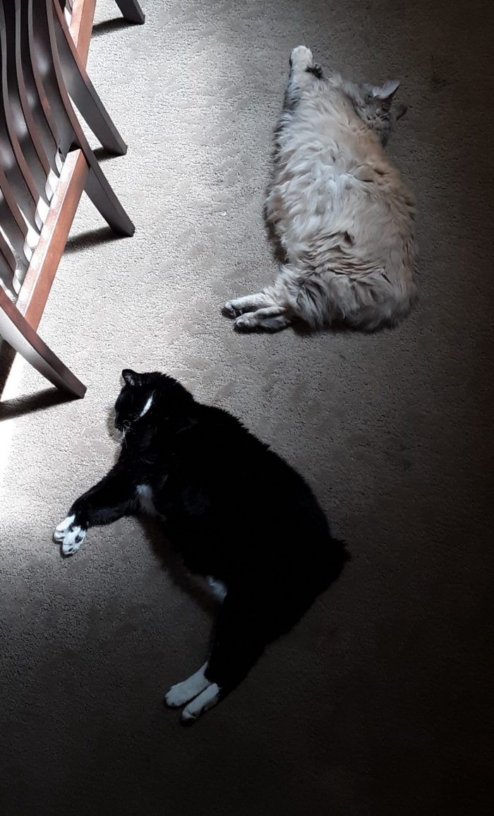 Huey and Viola the cats lying on the floor on the edge of a patch of sun