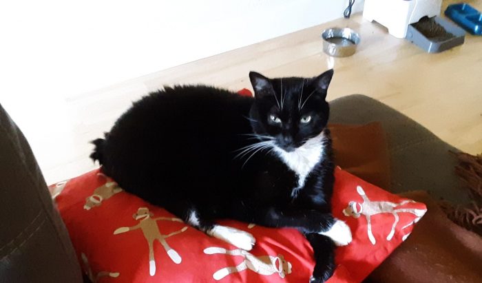 Huey the cat sitting on a pillow