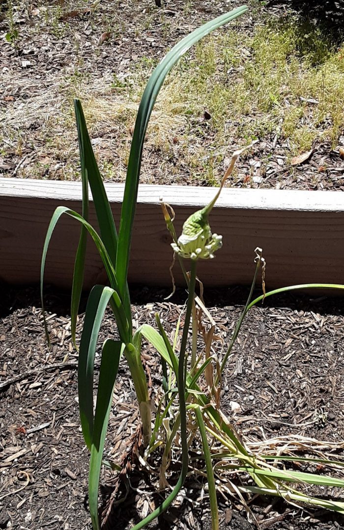 a leek that has flowered and the shoots are exploding out from a weird bulb