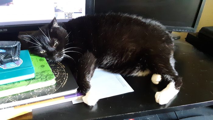 Huey the cat lounging across my desk
