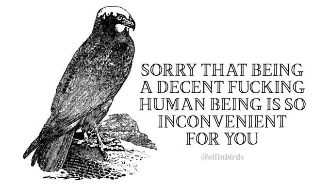 black and white drawing of a hawk and text "sorry that being a decent fucking human being is so inconvenient for you." attirbution: @effinbirds