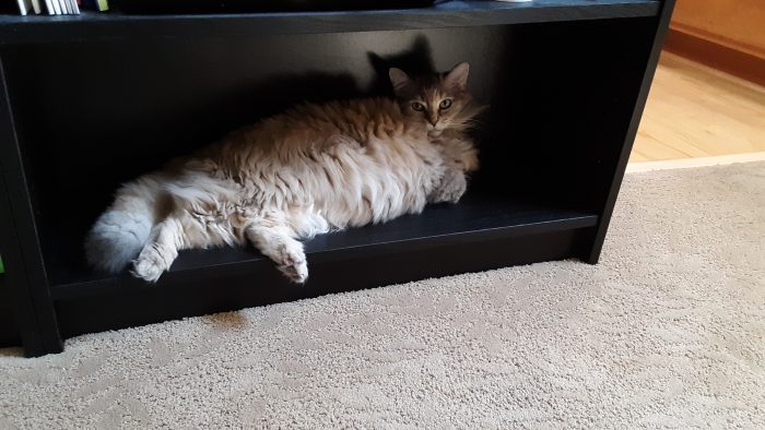 Viola the cat lounging on the empty bottom shelf of a bookcase